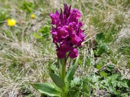 orchis sureau -2a - 21/05/2020 -Vallon Combeau, Vercors (Drôme)